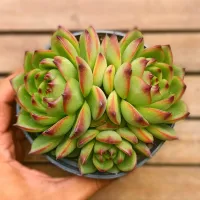 Echeveria agavoides 'Moonstone' (2 rosetas - vaso11) - Foto 2
