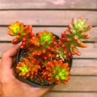 Sedum rubrotinctum (vaso11)
