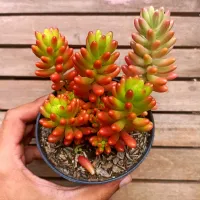 Sedum rubrotinctum (vaso11) - Foto 2