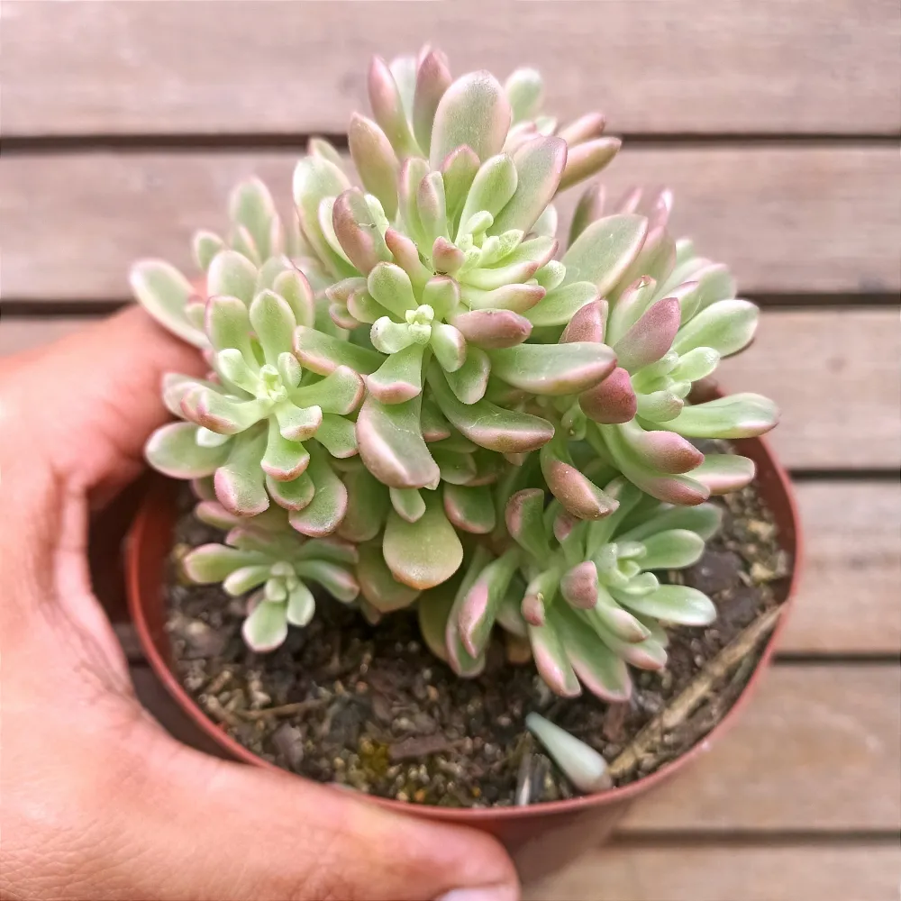Sedum 