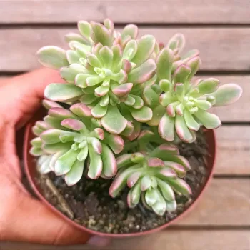 Sedum 'Joyce Tulloch' variegata (vaso9) - Foto 2