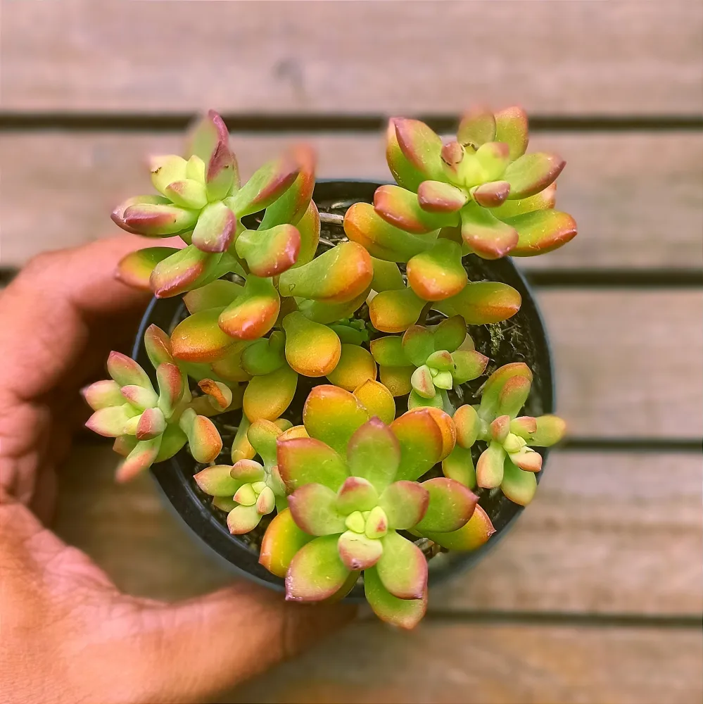 Echeveria macdougalii (forma arvorezinha - vaso9)