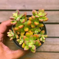 Echeveria macdougalii (forma arvorezinha - vaso9)