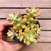 Echeveria macdougalii (forma arvorezinha - vaso9) - Foto 2