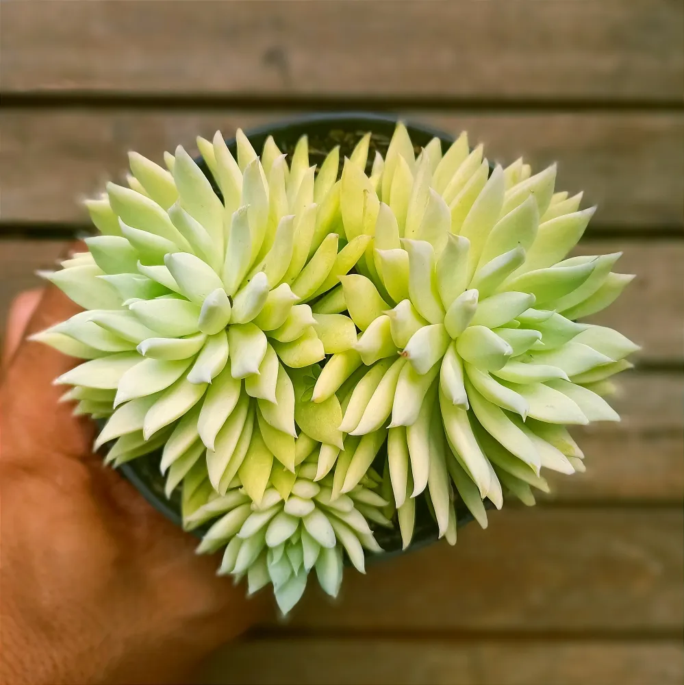 Sedeveria 