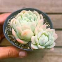 Echeveria 'Zonnestraal Pink' (vaso9) - Foto 3