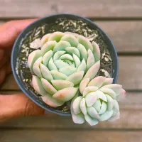 Echeveria 'Zonnestraal Pink' (vaso9) - Foto 5