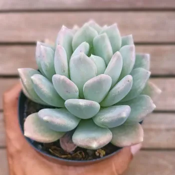 Pachyveria 
