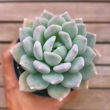 Pachyveria 'Corvus' (vaso11) - Foto 2