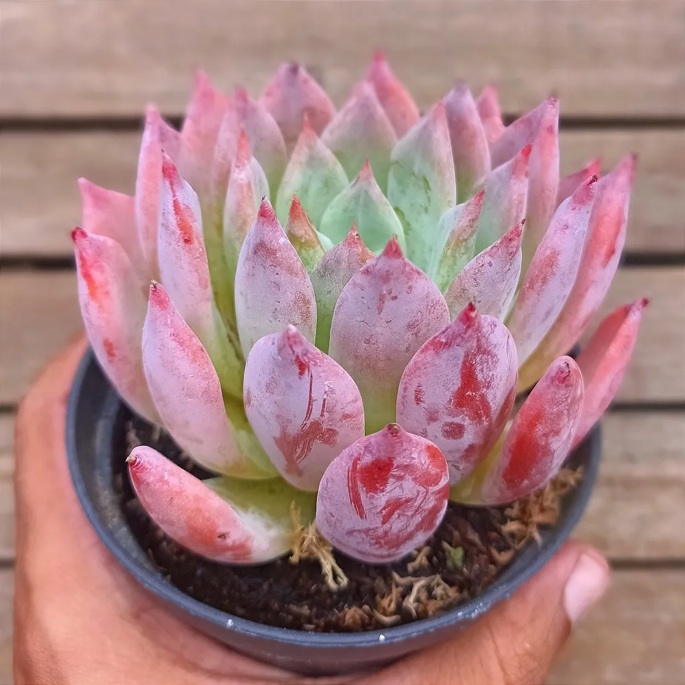 Echeveria colorata f. brandtii (vaso9)