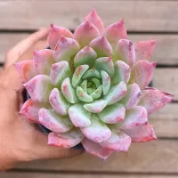 Echeveria colorata f. brandtii (vaso9) - Foto 2