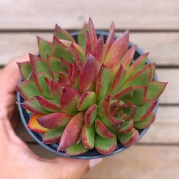 Echeveria agavoides 