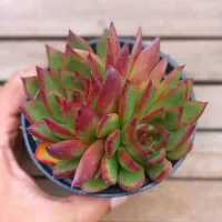 Echeveria agavoides 'Benimusine' (2 rosetas - vaso11)