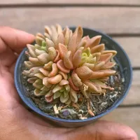 Sinocrassula densirosulata (vaso9)