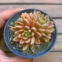 Sinocrassula densirosulata (vaso9) - Foto 2