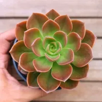 Echeveria 'Melaco' (vaso11)