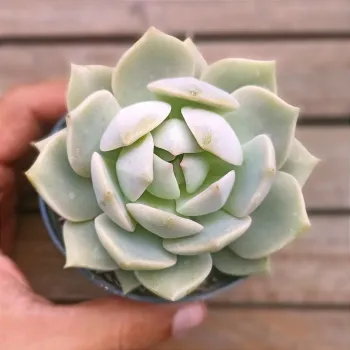 Graptoveria 