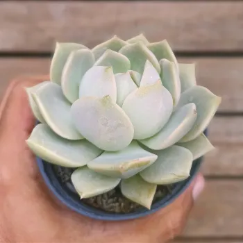 Graptoveria 'Titubans' (vaso11) - Foto 2