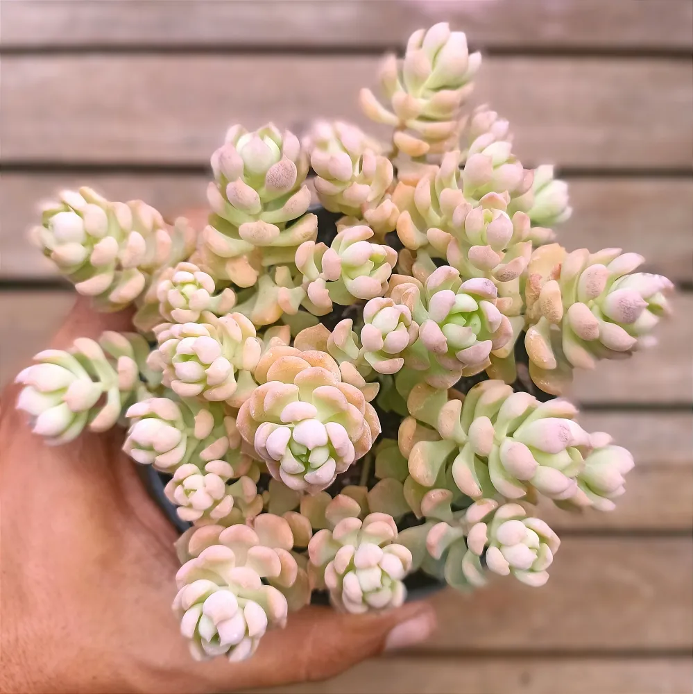 Echeveria querencia (vaso11)