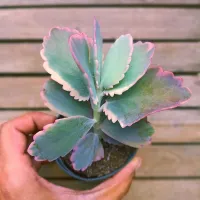 Kalanchoe fedtschenkoi variegata (Kalanchoe fantasma - vaso9)