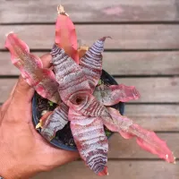 Criptanthus 'Elaine' (vaso11)