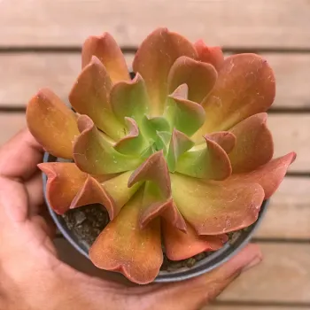 Echeveria 