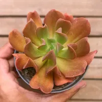 Echeveria 'Dark Vader' G (vaso11)