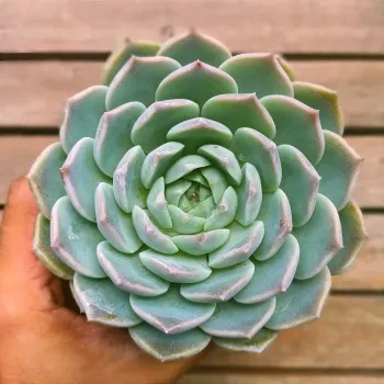 Echeveria laui X silhouete (vaso9) - Foto 2