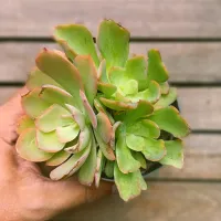 Echeveria gibbflora hb monstruosa (3 rosetas - vaso11)