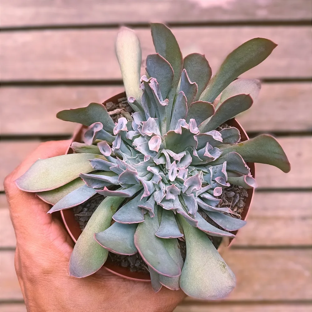 Echeveria 'Pink Trumpet' cristata (vaso11) Imagem