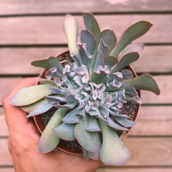 Echeveria 