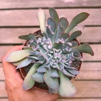Echeveria 'Pink Trumpet' cristata (vaso11)