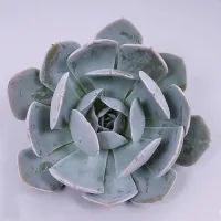 Echeveria 'Grey Prince' (vaso6) - Foto 2