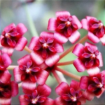 Hoya lucardesiana (vaso9)