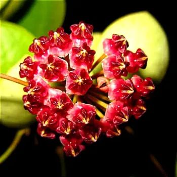 Hoya lucardesiana (vaso9) - Foto 2
