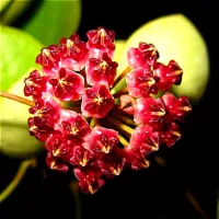 Hoya lucardesiana (vaso9) - Foto 2