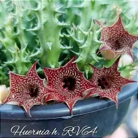 Huernia híbrida 'RV64' (vaso6 - 1 haste)