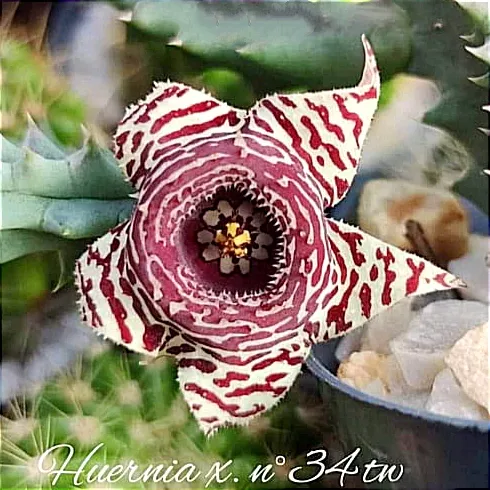 Huernia híbrida de Taiwan 
