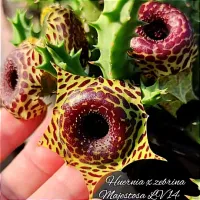 Huernia zebrina 'Majestosa' (1haste - vaso6)
