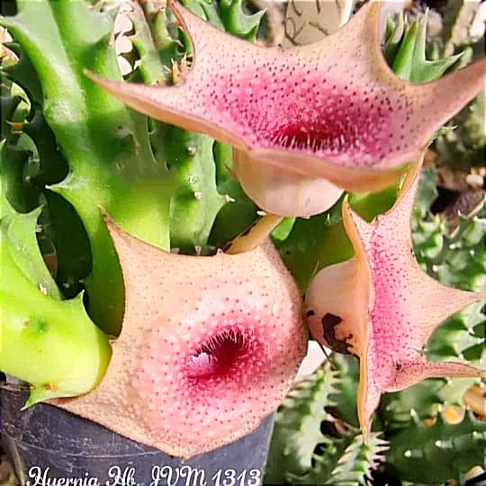 Huernia híbrida Pink 