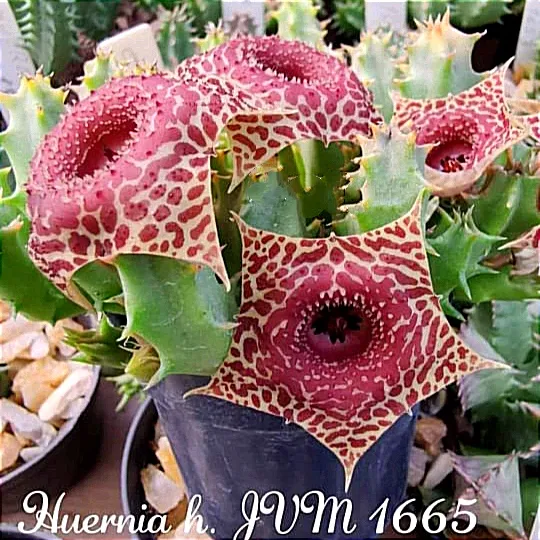 Huernia zebrina híbrida 