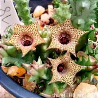 Huernia thuretii híbrida 'JVM1853' (1haste - vaso6)