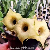 Huernia híbrida 'JVM1530' (1haste - vaso6)