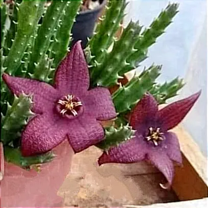 Stapelia berlinensis híbrida de Taiwan (1haste - vaso7)