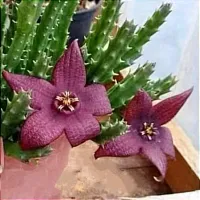 Stapelia berlinensis híbrida de Taiwan (1haste - vaso7)
