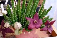 Stapelia berlinensis híbrida de Taiwan (1haste - vaso7) - Foto 2