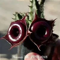 Huernia Escura 'JVM1018' (vaso7)