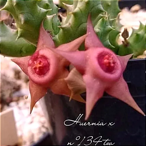 Huernia x Duvalia híbrida de Taiwan 