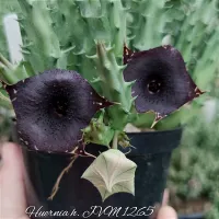 Huernia híbrida 'JVM1265' (1haste - vaso6)