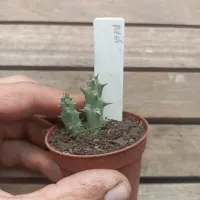 Huernia híbrida 'RV64' (vaso6 - 1 haste) - Foto 2